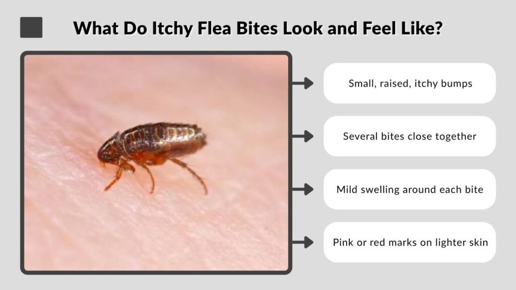 What Do Itchy Flea Bites Look and Feel Like?
