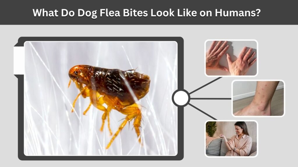 What Do Dog Flea Bites Look Like on Humans?
