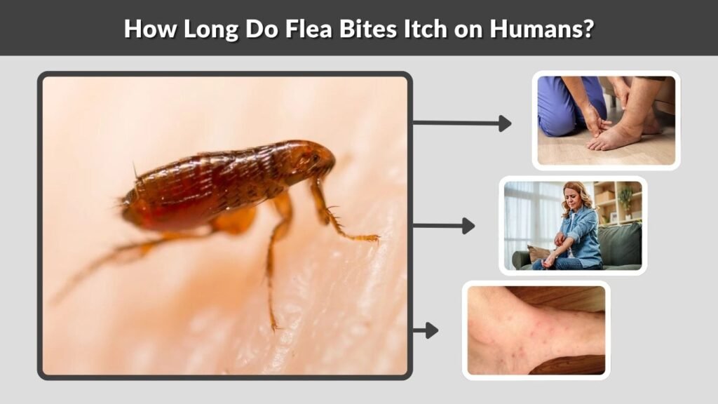How Long Do Flea Bites Itch on Humans?