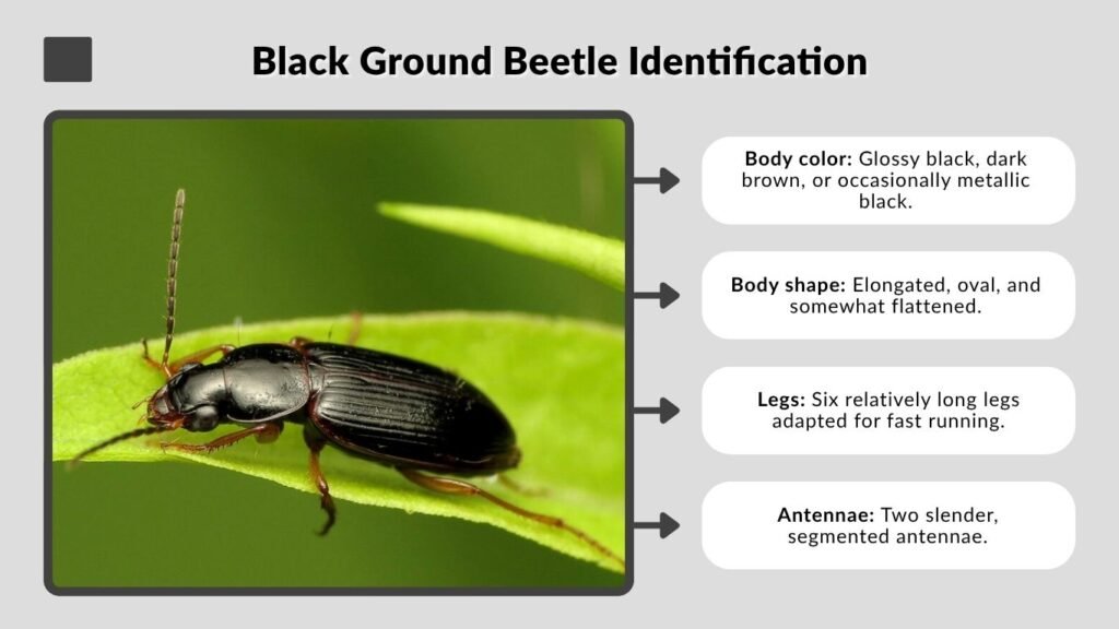 Black Ground Beetle Identification