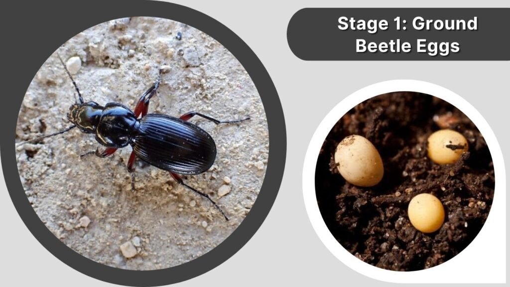 Stage 1: Ground Beetle Eggs