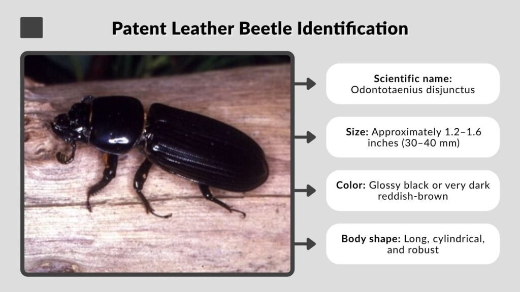 Patent Leather Beetle Identification