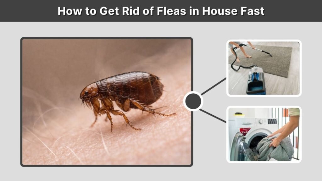 How to Get Rid of Fleas in House Fast