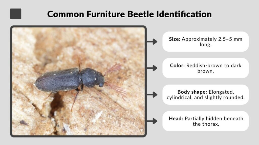 Common Furniture Beetle Identification