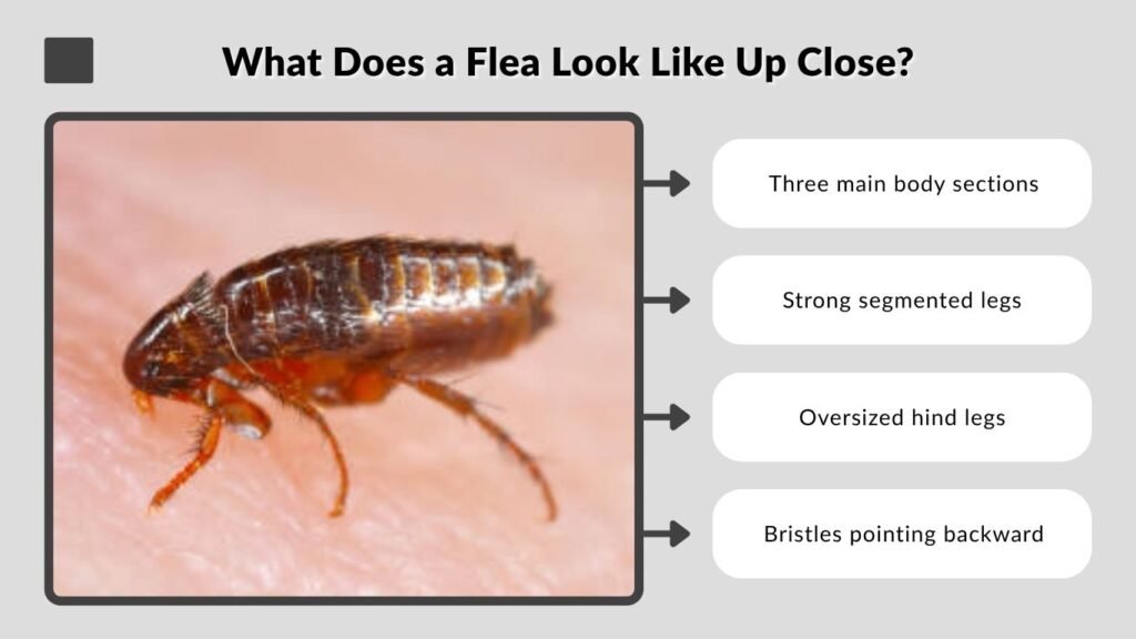 What Does a Flea Look Like Up Close?