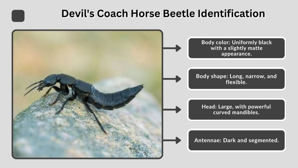 Devil's Coach Horse Beetle Identification