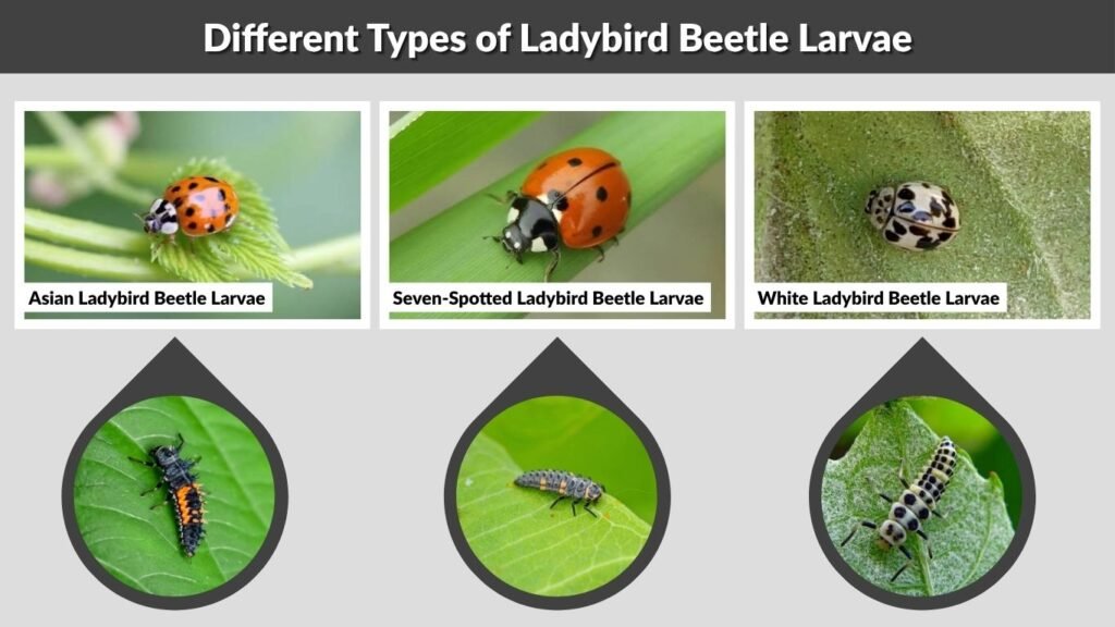 Different Types of Ladybird Beetle Larvae