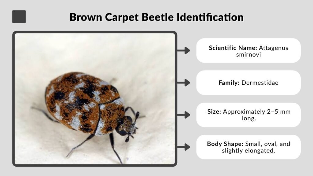 Brown Carpet Beetle Identification