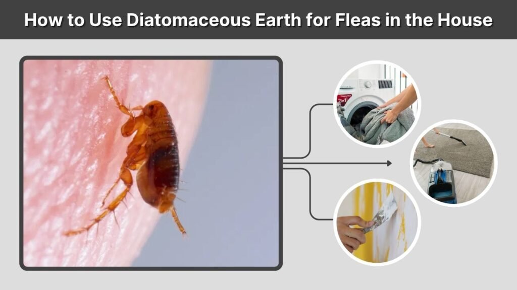 How to Use Diatomaceous Earth for Fleas in the House