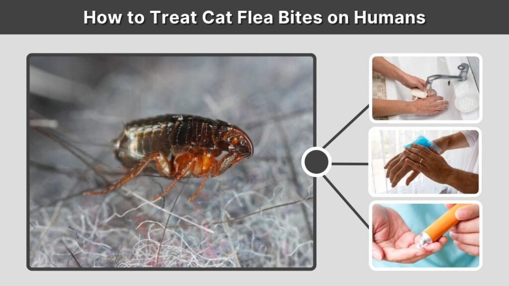 How to Treat Cat Flea Bites on Humans