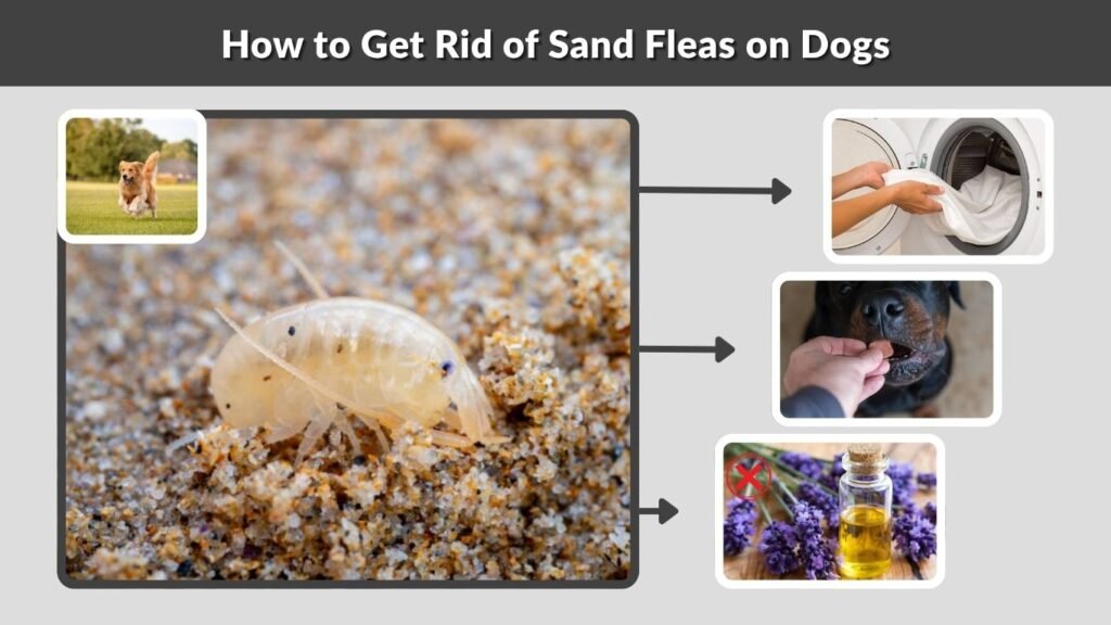 How to Get Rid of Sand Fleas on Dogs