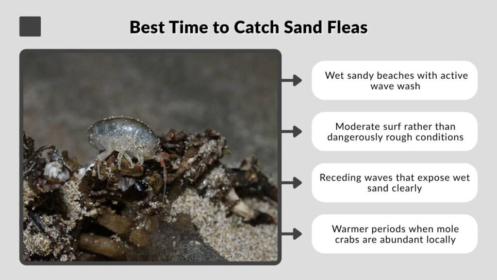 Best Time to Catch Sand Fleas