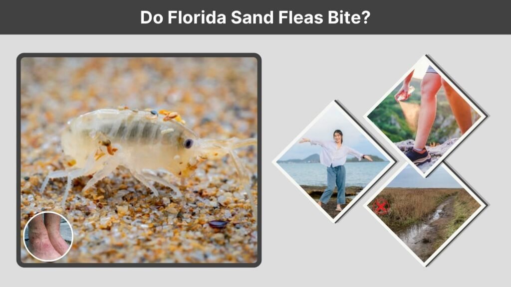 Do Florida Sand Fleas Bite?