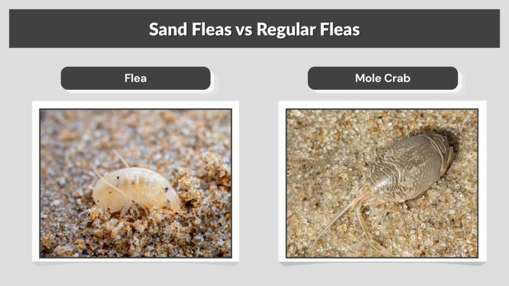 Sand Fleas vs Regular Fleas