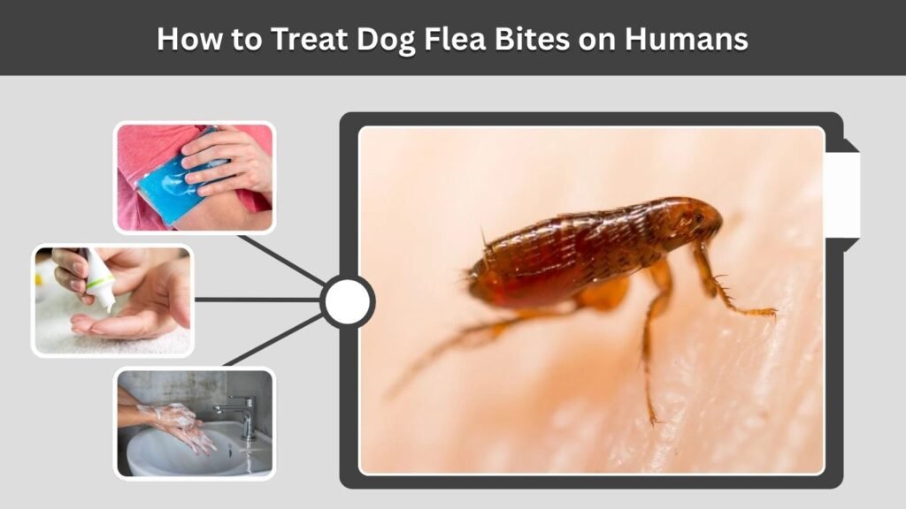 How to Treat Dog Flea Bites on Humans