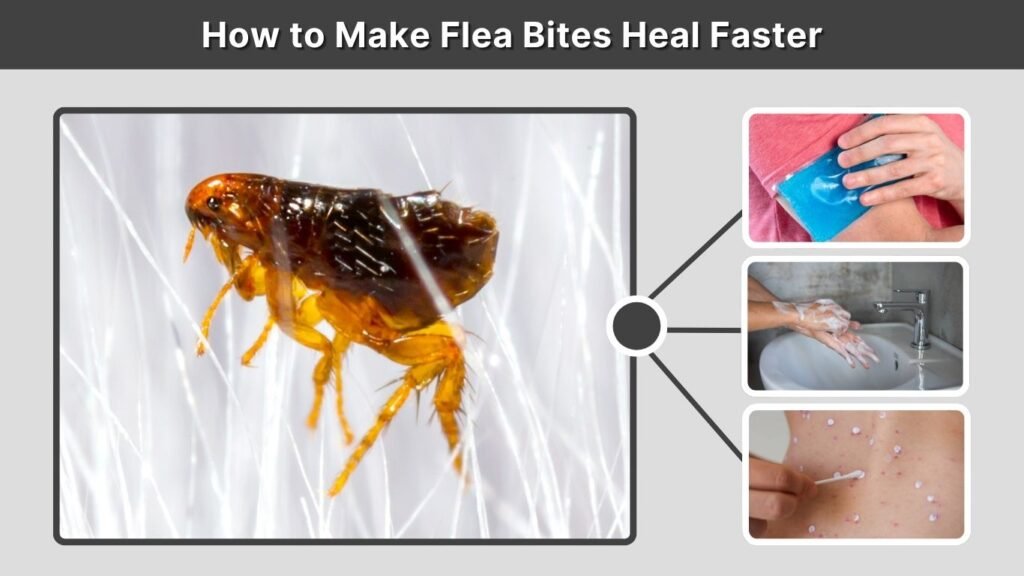 How to Make Flea Bites Heal Faster