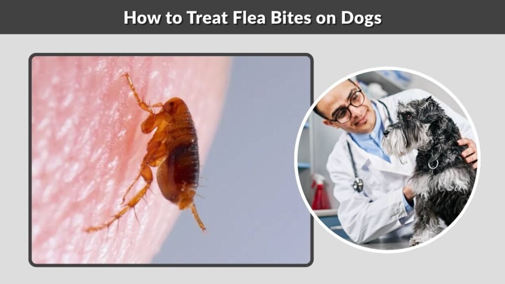 How to Treat Flea Bites on Dogs