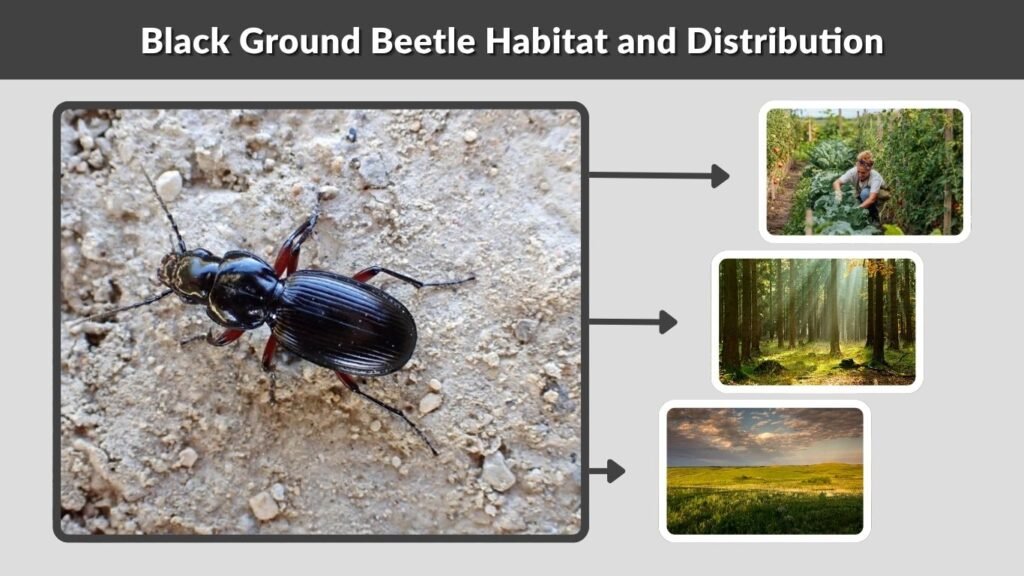 Black Ground Beetle Habitat and Distribution