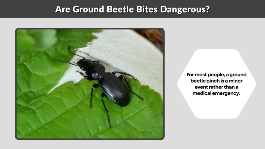 Are Ground Beetle Bites Dangerous?