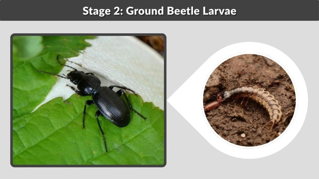 Stage 2: Ground Beetle Larvae