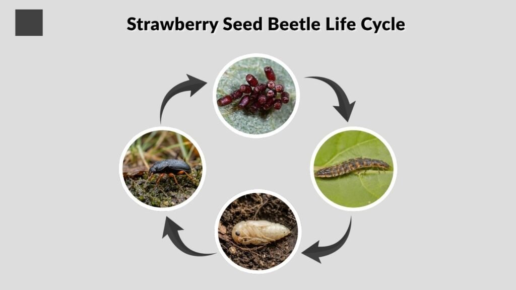 Strawberry Seed Beetle Life Cycle