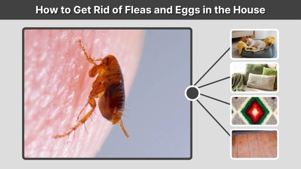 How to Get Rid of Fleas and Eggs in the House