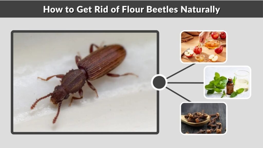 How to Get Rid of Flour Beetles Naturally