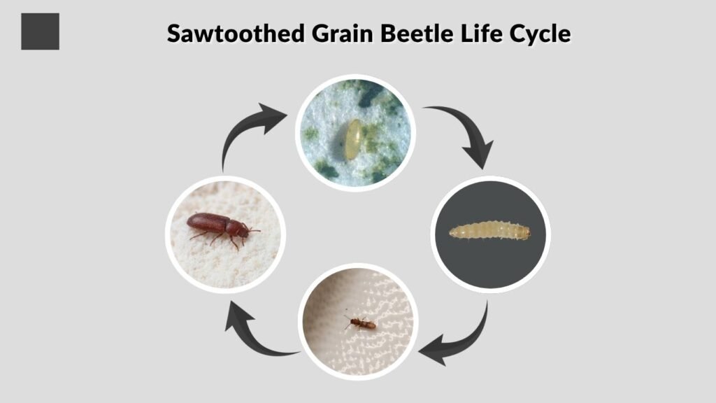 Sawtoothed Grain Beetle Life Cycle