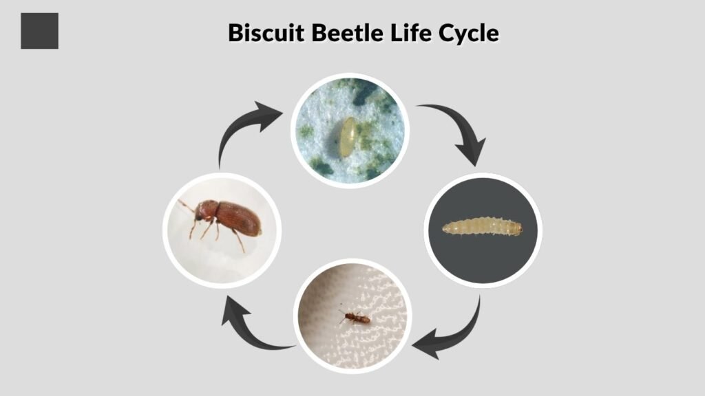 Biscuit Beetle Life Cycle
