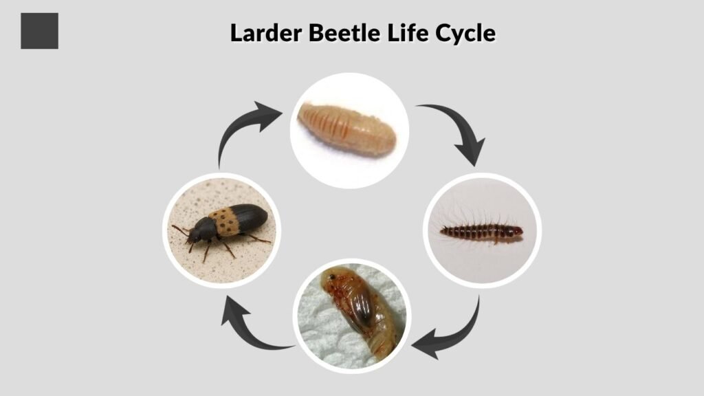 Larder Beetle Life Cycle