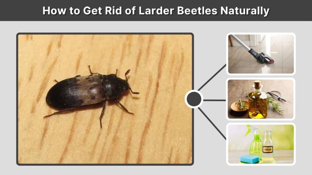 How to Get Rid of Larder Beetles Naturally