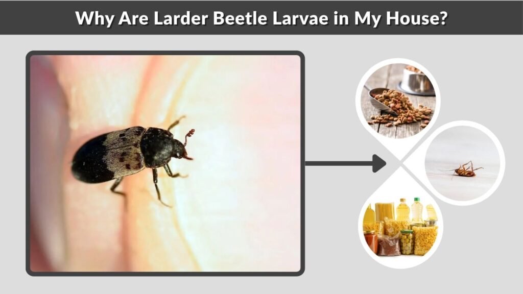 Why Are Larder Beetle Larvae in My House?