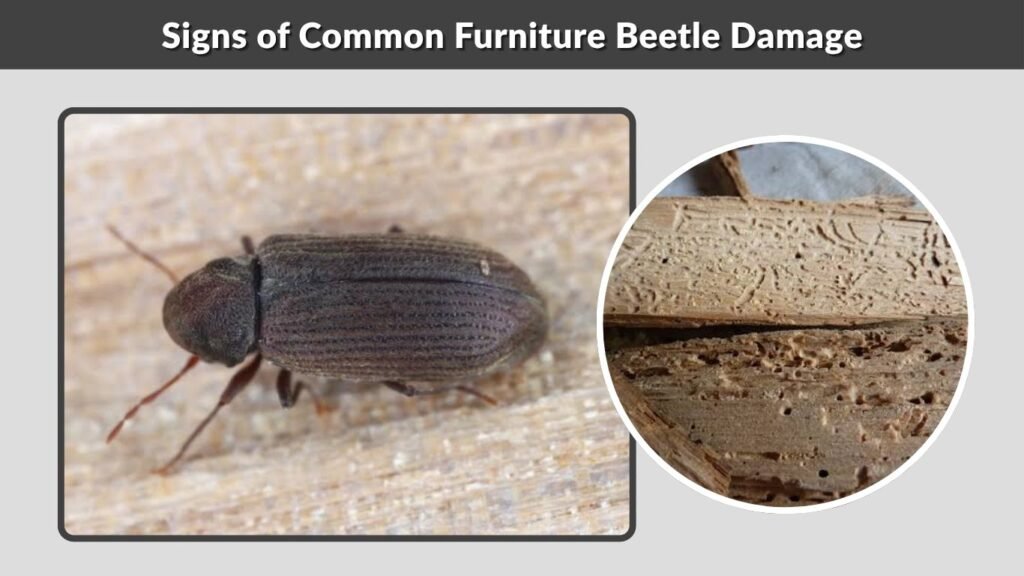 Signs of Common Furniture Beetle Damage
