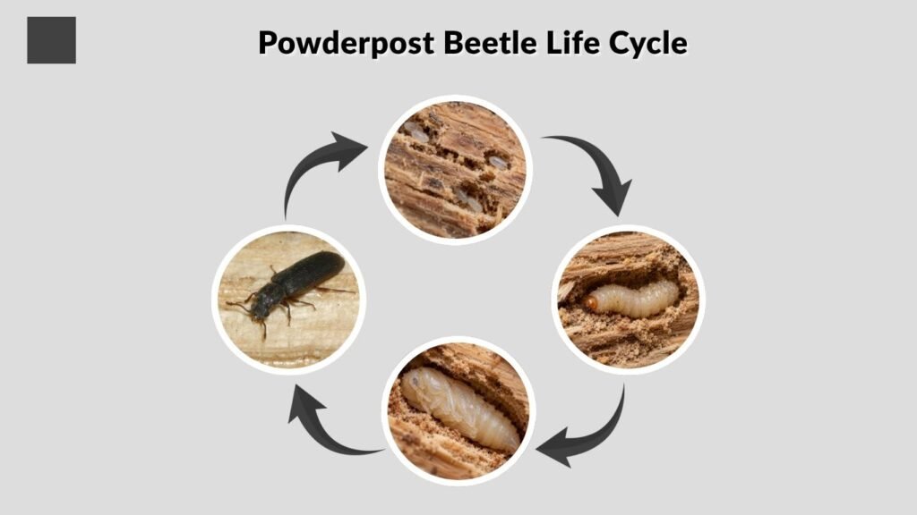 Powderpost Beetle Life Cycle