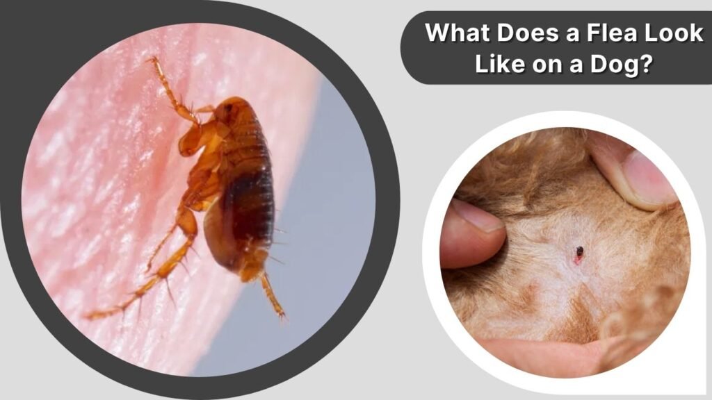 What Does a Flea Look Like on a Dog?