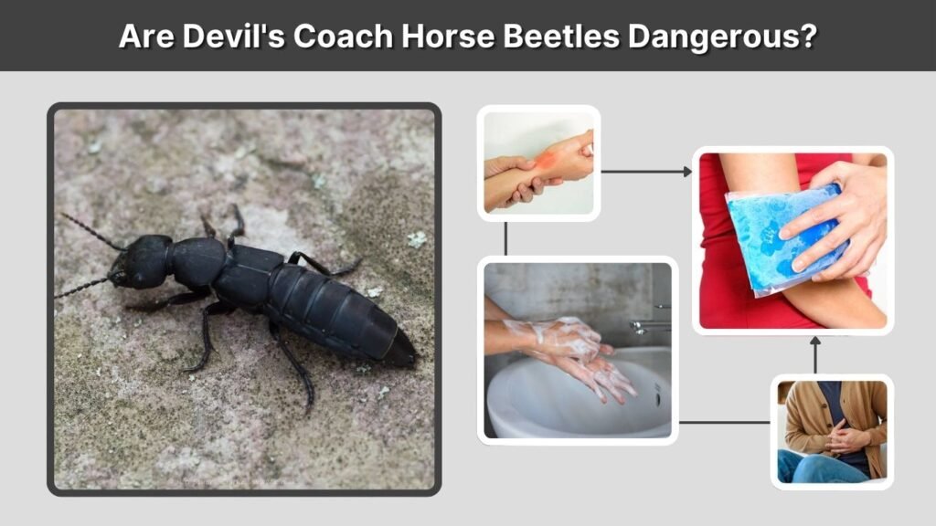 Are Devil's Coach Horse Beetles Dangerous?