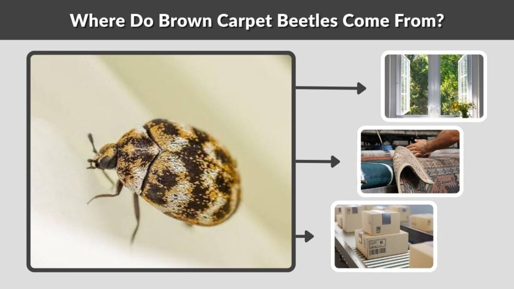 Where Do Brown Carpet Beetles Come From?