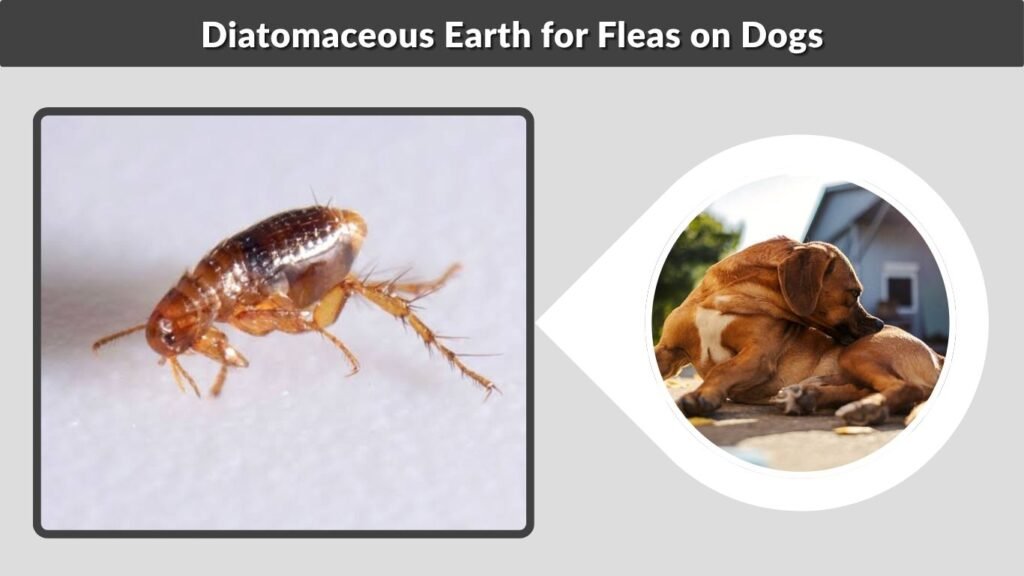 Diatomaceous Earth for Fleas on Dogs