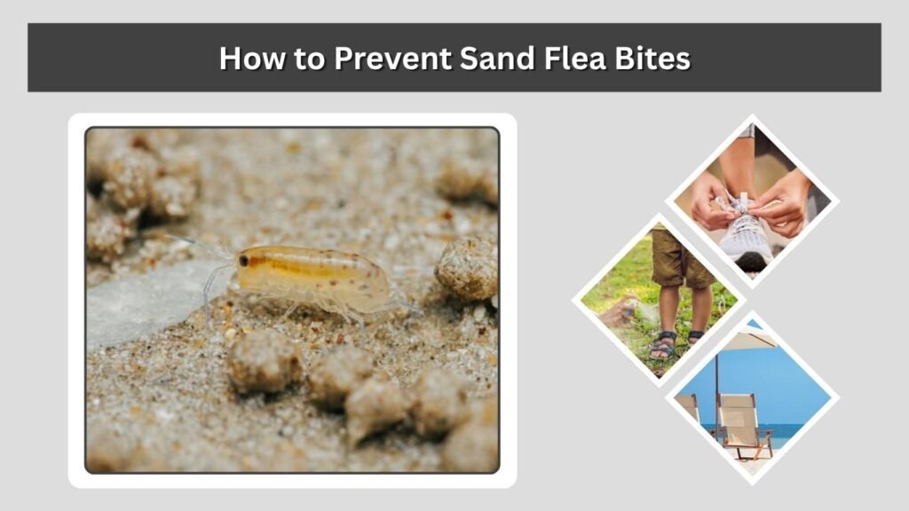 How to Prevent Sand Flea Bites