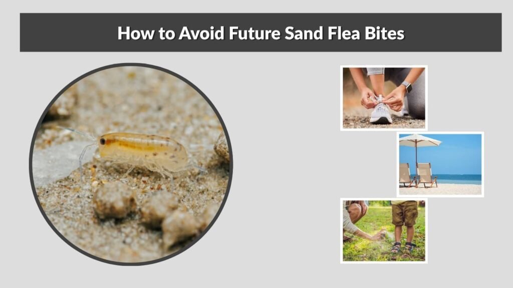 How to Avoid Future Sand Flea Bites