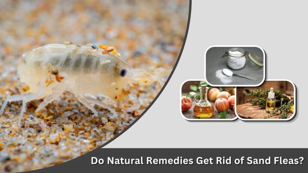 Do Natural Remedies Get Rid of Sand Fleas?