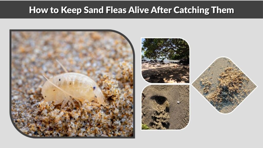 How to Keep Sand Fleas Alive After Catching Them