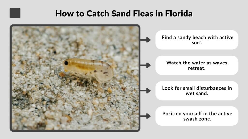 How to Catch Sand Fleas in Florida