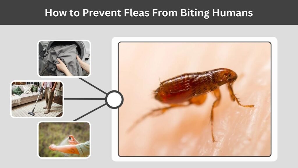 How to Prevent Fleas From Biting Humans