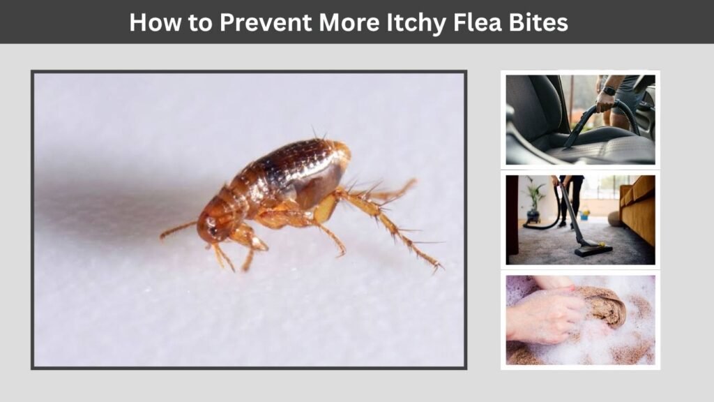 How to Prevent More Itchy Flea Bites