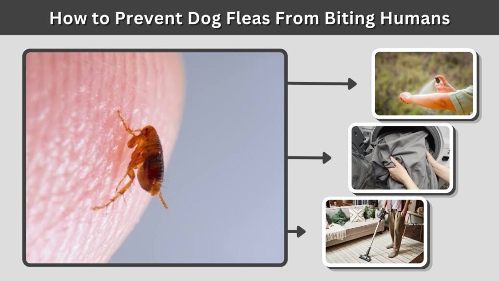 How to Prevent Dog Fleas From Biting Humans