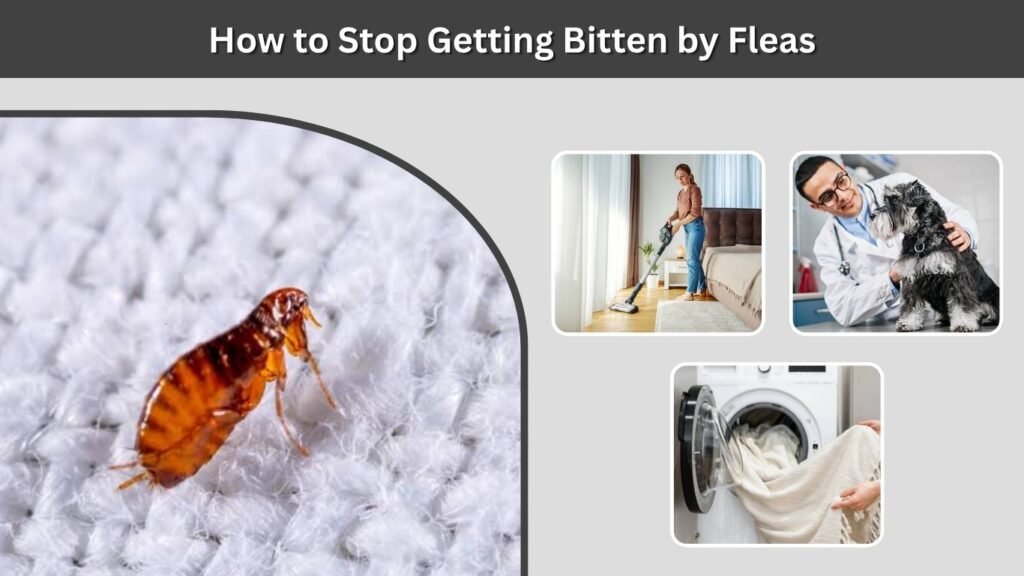 How to Stop Getting Bitten by Fleas