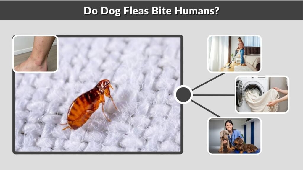 Do Dog Fleas Bite Humans?