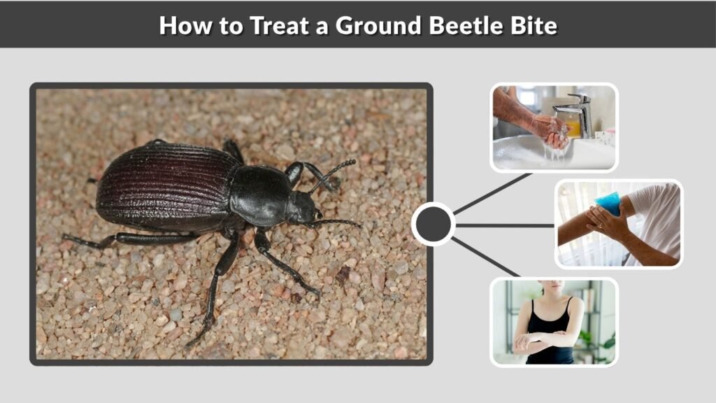 How to Treat a Ground Beetle Bite
