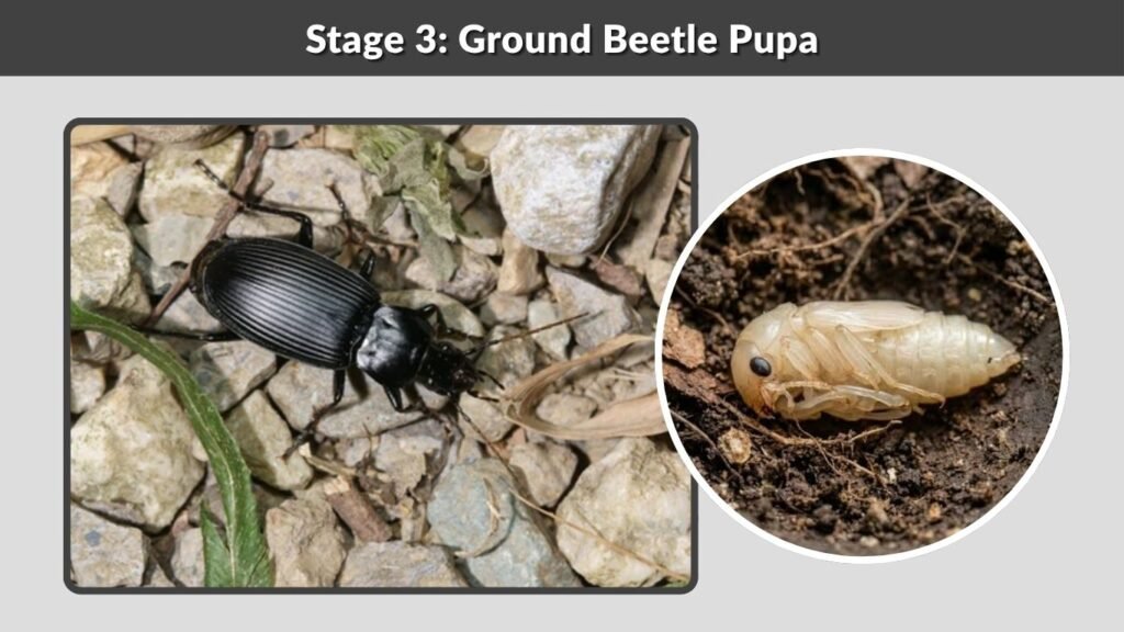 Stage 3: Ground Beetle Pupa